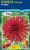 Dahlia Cactus 'Urchin'