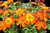 Bidens 'Volcano' 1.5L