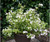 Hydrangea 'Runaway Bride' 2.5L Hydrangea 'Runaway Bride' 2.5L