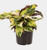 Calathea 'Fusion Yellow' 14cm Calathea 'Fusion Yellow' 14cm