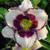 Hemerocallis 'Border Music' 2.5L