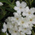 Brunfelsia undulata 'White Cap 3.3L (1202050) 3.3L