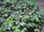Hedera canariensis 2.5L