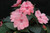Sunpatiens 'Assorted' 2.5L (78640) 1.5L (1202179) 1.5L