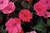 Sunpatiens 'Assorted' 2.5L (78640) 1.5L (1202181) 1.5L