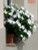 Sunpatiens 'Assorted' 2.5L (78640) 1.5L (1202185) 1.5L