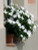 Sunpatiens 'Assorted' 2.5L (78640) 1.5L (1202185) 2L