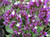 Limonium 'Salt Lake' 2L