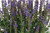 Salvia nemorosa 'Apex Blue' 2L