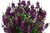 Angelonia alonia 'Big Grape' 1.5L