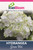 Hydrangea 'Green Veil' 6L