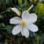 Michelia yunnanensis 6L
