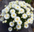 Leucanthemum 'Mt Hood' 9cm