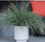 Lomandra 'Arctic Frost' 1.3L (99661) 6L