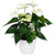 Anthurium 'Samora White' 12cm