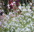 Gaura lindheimeri 'So White' 2.5L