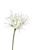 Flower Stem - Nerine White