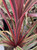 Cordyline 'Can Can' 2.5L