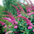 Buddleja fallowiana 'Pink Deli 3.5L