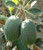Feijoa 'Triumph' 3.5L