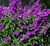 Salvia leucantha 'Santa Barbar 2.5L