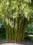 Bambusa gracilis 6L