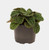 Peperomia 'Green Bubble' 14cm