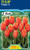 Tulip 'Triple A' 5