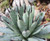 Agave 'Little Penguin' 2.5L