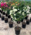 Bougainvillea 'Assorted' - Sta 18L