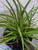 Phormium 'Green Wonder' 2.5L