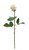 Asher Rose Bud - White