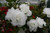 Azalea 'Brides Bouquet' 2.5L