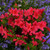 Azalea 'Nico' 2.5L