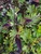 Coleus 'Rodeo Drive' 1.9L