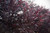 Agonis flexuosa 'After Dark' 3.3L