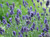 Lavender 'Sweet Romance' 9cm