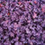 Acaena inermis 'Purpurea' 1.5L