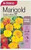 Yts Marigold Safari - 2