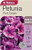 Yts Petunia Plum Carpet - 2