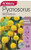 Yts Pycnosorus Billy Buttons -