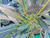 Pseudopanax lessonii 'Dark Sta 6L