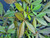 Pseudopanax lessonii 'Nigra' 6L
