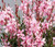 Gaura emmeline 'Pink Bouquet' GOL