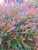 Nandina domestica 'Gulf Stream 15L