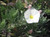 Convolvulus cneorum 14cm