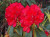 Rhododendron 'Bibiani' 8L (102961) 2.5L