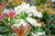 Pieris 'Temple Bells' 4.5L