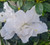 Azalea 'White Mardi Gras' 2.5L