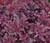 Heuchera 'Melting Fire' 2L